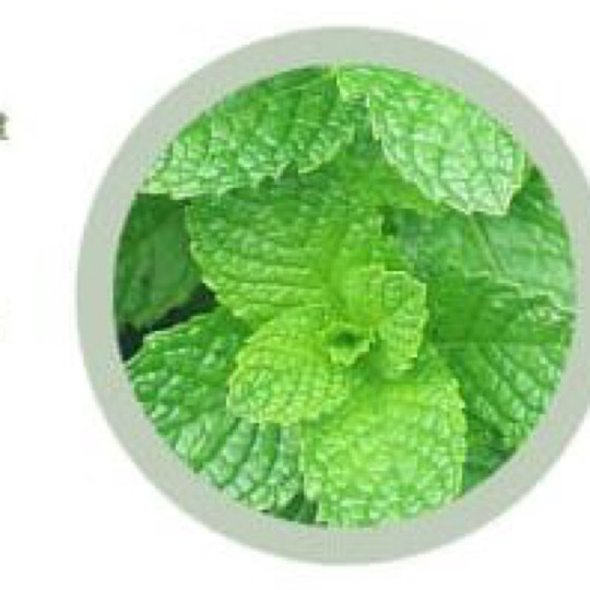Spearmint Green Tea