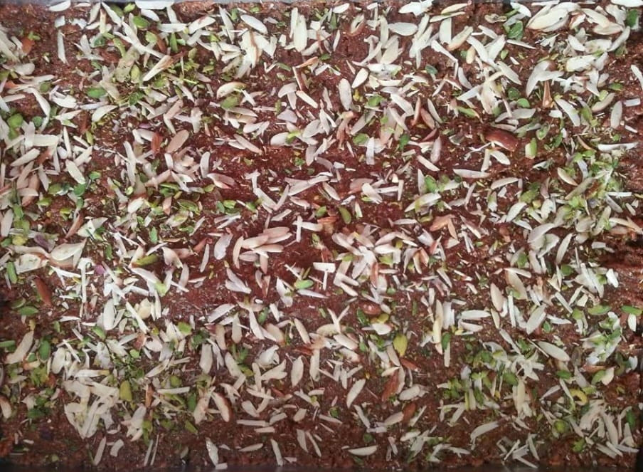 Dodha Barfi